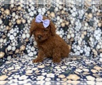 Small #1 Goldendoodle (Miniature)