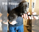 Small Photo #5 Great Dane Puppy For Sale in DEVINE, TX, USA