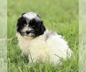 Zuchon Puppy for sale in PARADISE, PA, USA