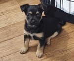 Puppy Biggie Chorkie