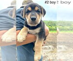 Small #3 German Shepherd Dog Mix
