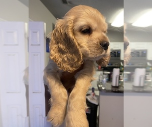 Cocker Spaniel Puppy for sale in KISSIMMEE, FL, USA