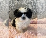 Small Shih Tzu