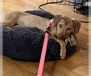 Butterscotch - Female Mutt Dog for Adoption - Photo #5