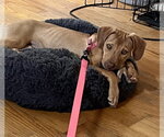 Small Photo #5 Mutt Puppy For Sale in Mount Laurel, NJ, USA
