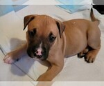 Puppy Bandit American Bully-Dogo Argentino Mix