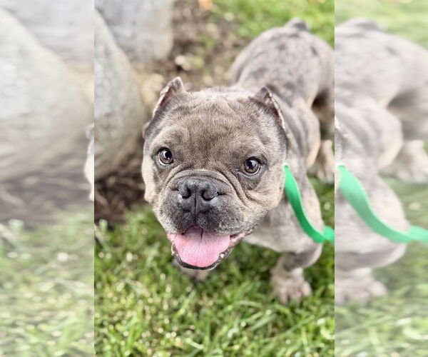 Medium Photo #2 Free-Lance Bulldog Puppy For Sale in Corona, CA, USA