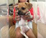 Small #2 Chiweenie