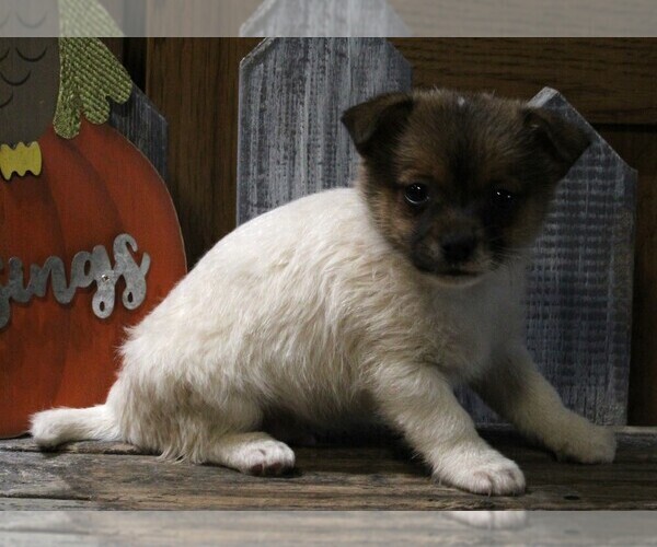 Medium Photo #2 Jack-A-Ranian Puppy For Sale in FREDERICKSBURG, OH, USA