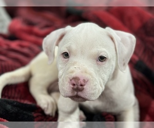 American Pit Bull Terrier Puppy for sale in WALDORF, MD, USA