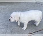 Small Photo #7 Labrador Retriever Puppy For Sale in MOSES LAKE, WA, USA