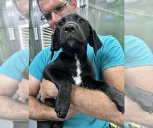 Mutt Dogs for adoption in Elmsford, NY, USA