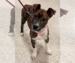 Small #6 Mutt