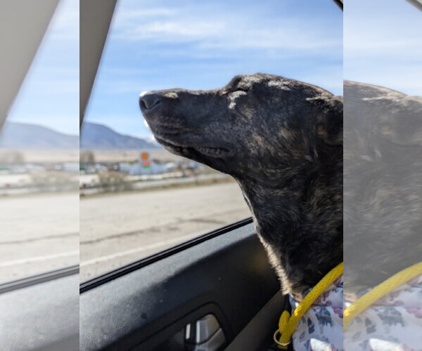 Medium Photo #18 Holland Shepherd-Unknown Mix Puppy For Sale in Sandy, UT, USA