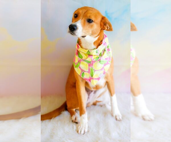 Medium Photo #3 Mutt Puppy For Sale in Greenville, SC, USA