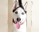Zeus - Male Siberian Husky Dog for Adoption - Small photo