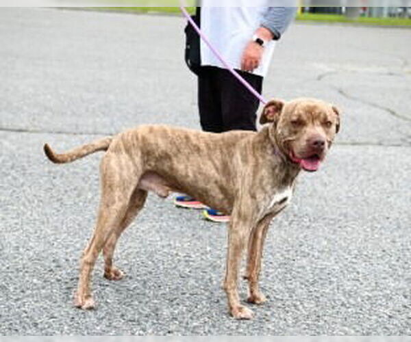 Medium Photo #6 American Pit Bull Terrier Puppy For Sale in Glen Allen, VA, USA
