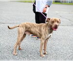 Small #5 American Pit Bull Terrier