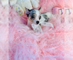 Hand delivery - Female Chihuahua Puppy for Sale - Photo #6