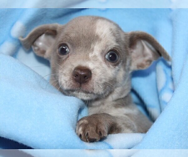 Medium Photo #6 Chihuahua Puppy For Sale in CHARLESTON, AR, USA