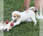 Small #5 Great Pyrenees