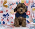 Small #1 YorkiePoo
