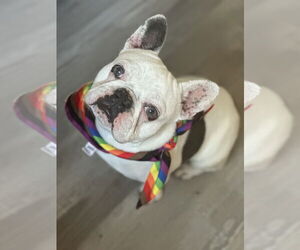 French Bulldog Dogs for adoption in Berkeley, CA, USA