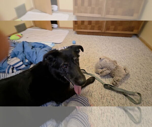 Medium Photo #21 Shepradors Puppy For Sale in Princeton, MN, USA