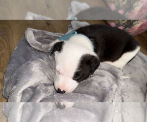 Asher - Male Australian Shepherd-Unknown Mix Dog for Adoption - Photo #4