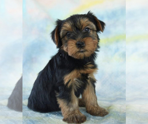 Yorkshire Terrier Puppy for sale in LOWELL, MA, USA