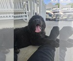 Small #5 Newfoundland