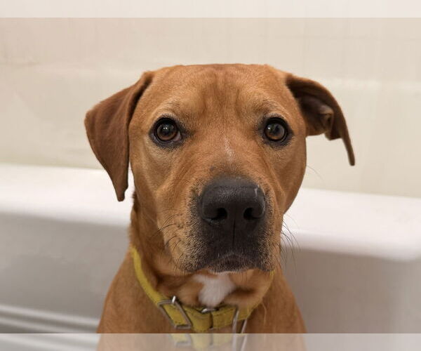 Medium Photo #5 Mutt Puppy For Sale in Evansville, IN, USA