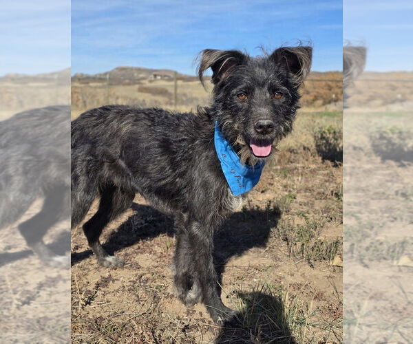 Medium Photo #3 Mutt Puppy For Sale in Lakewood, CO, USA