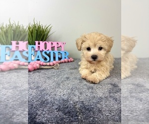 Maltipoo Puppy for sale in INDIANAPOLIS, IN, USA