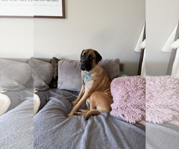 Medium Photo #2 Mastiff Puppy For Sale in Goodyear, AZ, USA