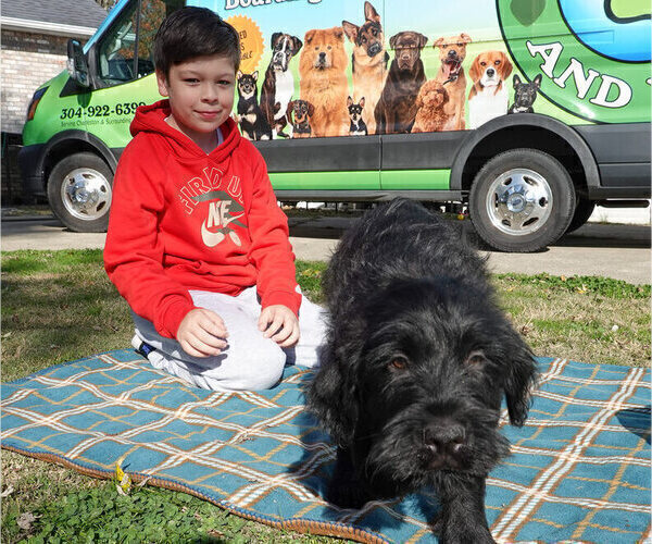 Medium Photo #3 Black Russian Terrier Puppy For Sale in S CHARLESTON, WV, USA