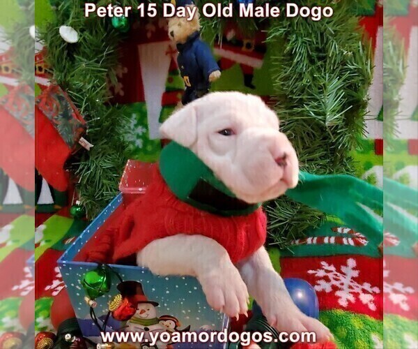 Medium Photo #31 Dogo Argentino Puppy For Sale in JANE, MO, USA
