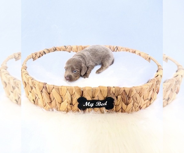 Medium Photo #3 Dachshund Puppy For Sale in DAVIS, CA, USA