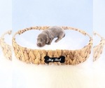 Small #2 Dachshund