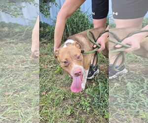 American Staffordshire Terrier-Unknown Mix Dogs for adoption in Jackson, MS, USA