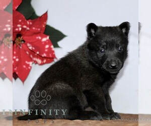 Belgian Malinois Puppy for sale in STRASBURG, PA, USA