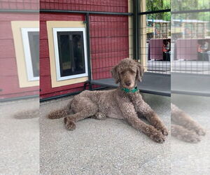 Poodle (Standard) Dogs for adoption in oakland, FL, USA