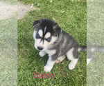 Small Photo #3 Siberian Husky Puppy For Sale in WORTHINGTON, KY, USA