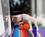 Small #2 Faux Frenchbo Bulldog