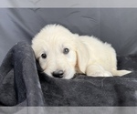 Small #1 English Cream Golden Retriever