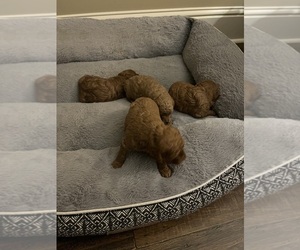 Goldendoodle (Miniature) Puppy for sale in LAKE, MS, USA