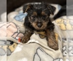 Small Photo #8 Yorkshire Terrier Puppy For Sale in ORLANDO, FL, USA