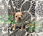 Small Photo #2 French Bulldog Puppy For Sale in ELKHORN, WI, USA
