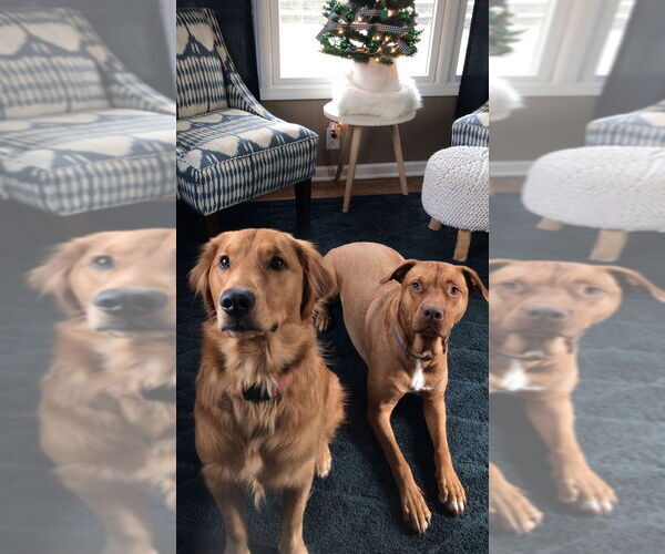 Medium Photo #4 American Pit Bull Terrier-Labrador Retriever Mix Puppy For Sale in Aurora, IN, USA