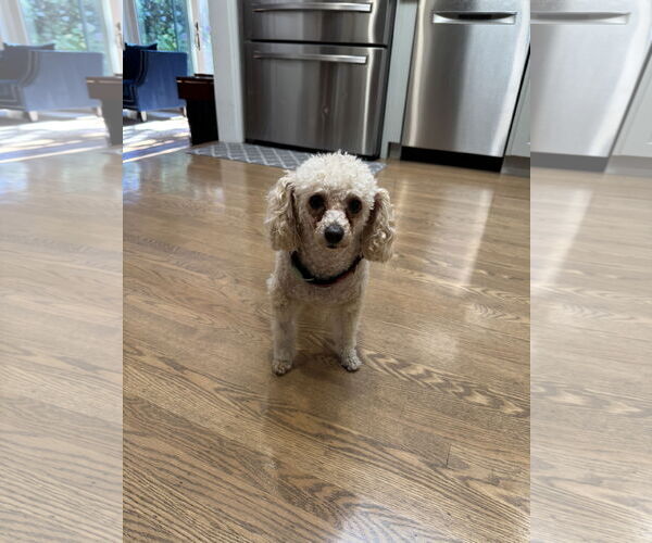 Medium Photo #5 Mutt Puppy For Sale in San Jose, CA, USA